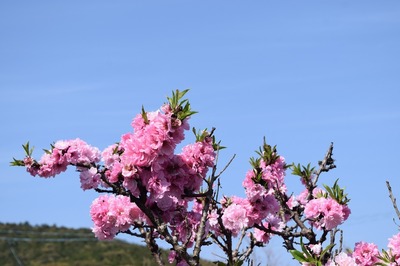紅い季節の花2.jpg