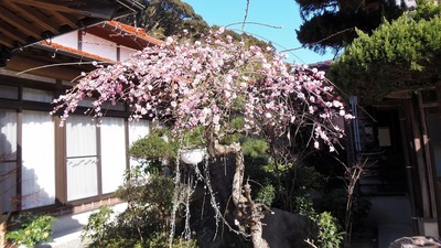 紅梅1.jpg
