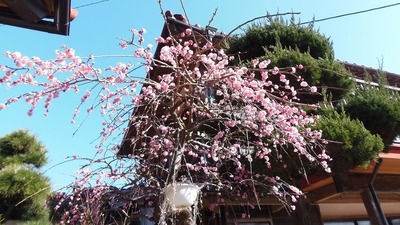 紅梅2.jpg