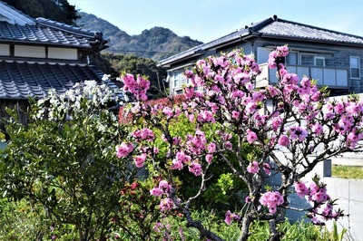 紅白の季節の花.jpg