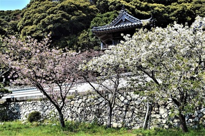 紅白の桜1.jpg