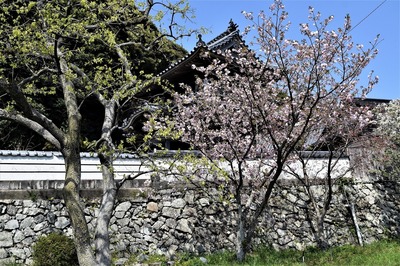 紅白の桜2.jpg