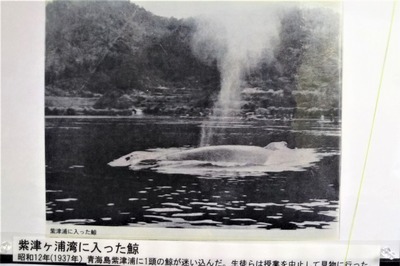紫津浦湾の鯨.jpg