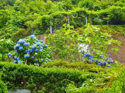 紫陽花.jpg