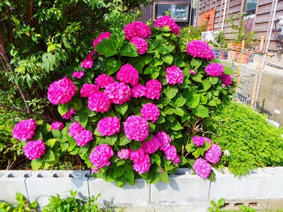 紫陽花1.jpg