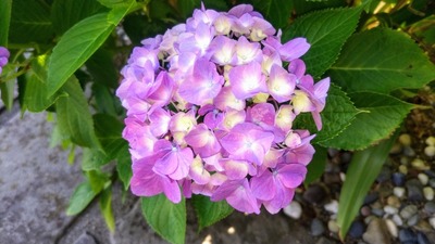 紫陽花1.jpg