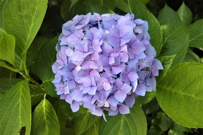 紫陽花2.jpg