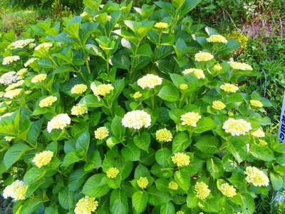 紫陽花2.jpg