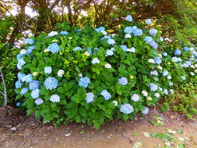 紫陽花2.jpg
