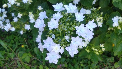 紫陽花3.jpg