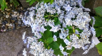 紫陽花3.jpg