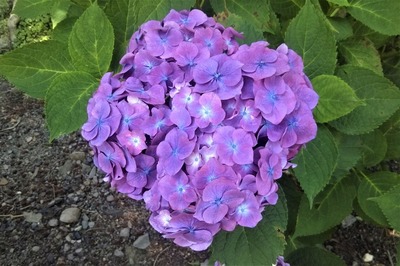 紫陽花4.jpg
