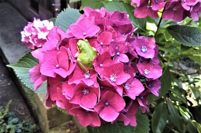 紫陽花とカエル4.6.13.jpg