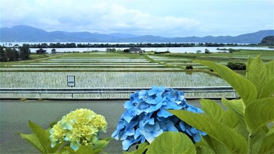 紫陽花と棚田と青海湖と波の橋立3.6.21.jpg