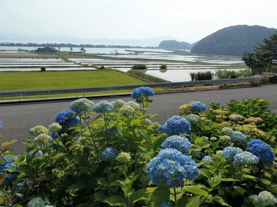 紫陽花・棚田・青海湖・波の橋立2.jpg