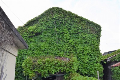 網倉庫のツタ1.jpg