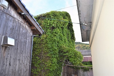 網倉庫のツタ2.jpg