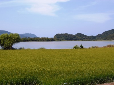 色付きだした田んぼ2.jpg