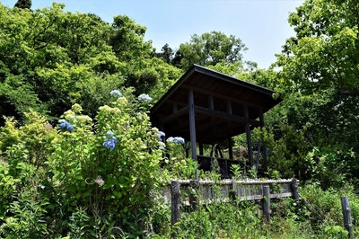 色付き始めた紫陽花1.jpg