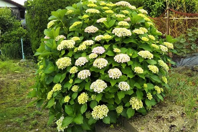 色付き始めた紫陽花1.jpg