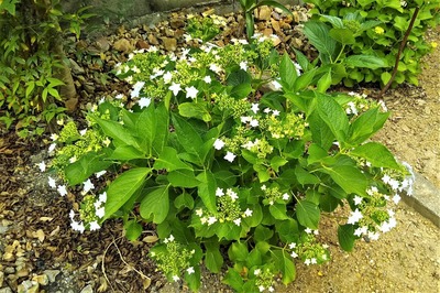 色付き始めた紫陽花2.jpg