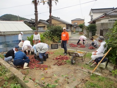 芋の分配2.jpg