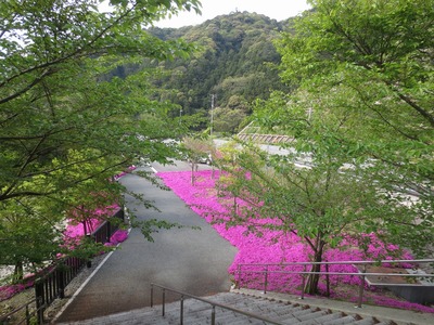 芝桜2.jpg