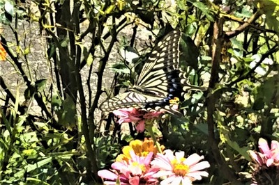 花と蝶1.jpg