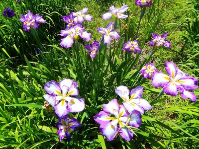 花菖蒲1.jpg