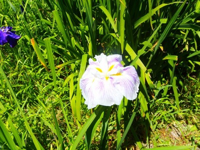 花菖蒲2.jpg