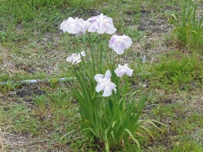 ԏҊ2.jpg