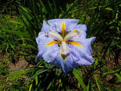 花菖蒲4.jpg