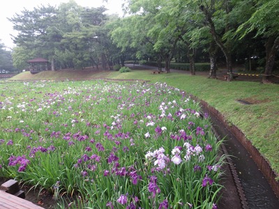 花菖蒲園2.jpg