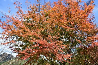 若山温泉の紅葉3.jpg