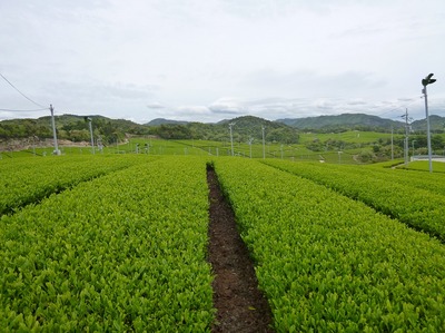 茶畑1.jpg