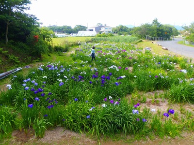 菖蒲園全景.jpg