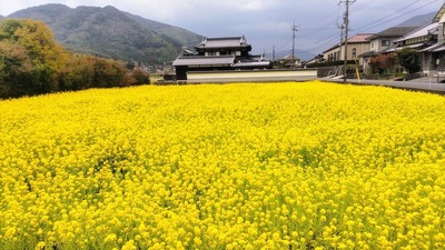 菜の花1.jpg