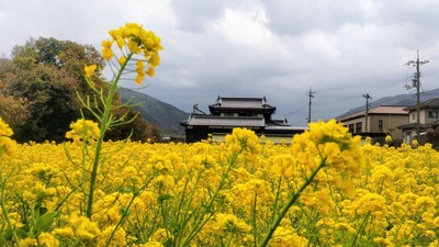 菜の花2.jpg