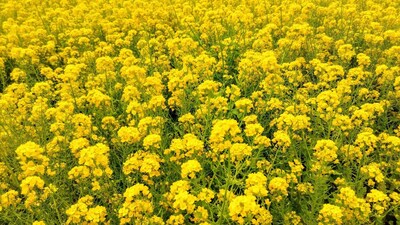 菜の花3.jpg