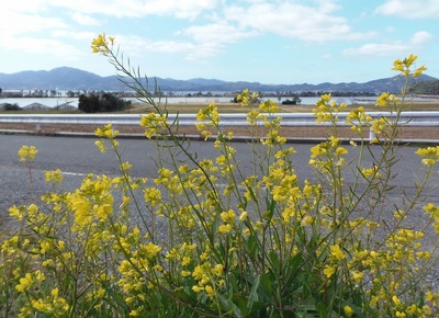 菜の花と波の橋立1.jpg