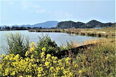 菜の花と青海湖.jpg