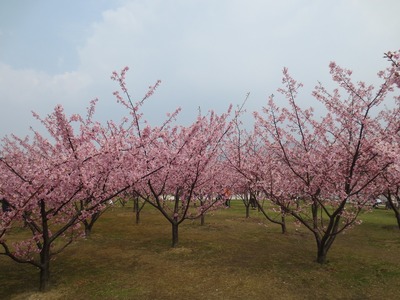 萩・河津桜1.jpg