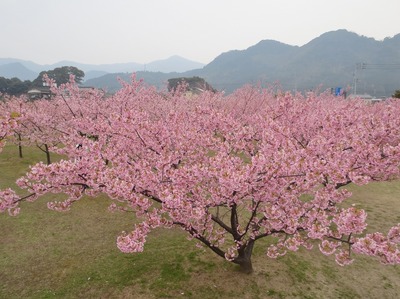 萩・河津桜6.jpg