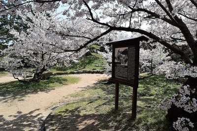 萩城天守閣説明板と桜1.jpg