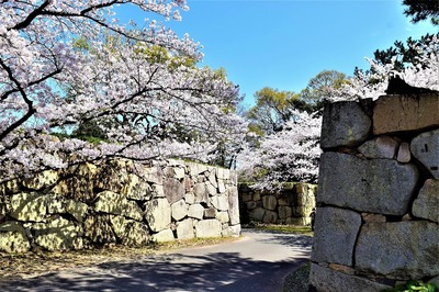 萩城跡の桜1.jpg