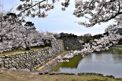 萩城跡の桜6.jpg