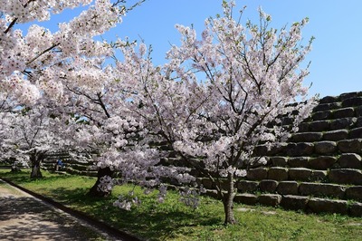 萩城跡の満開の桜.jpg