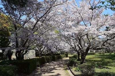 萩城跡の満開の桜.jpg