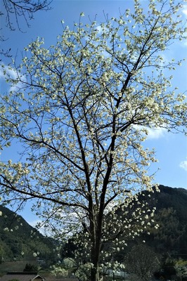萩往還梅園近くの季節の花3.jpg