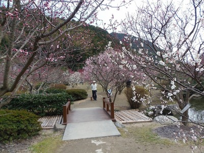 萩往還梅林園2.jpg
